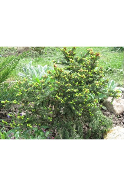 Ялина європейська Barryi